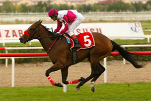 Kurtel Harası